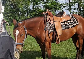 Paint (Paint, Gelding) in Scotrun, PA