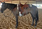 Quarter Horse - Horse for Sale in Boyd, TX 76023 Quarter Horse - Horse for Sale in Boyd, TX 76023