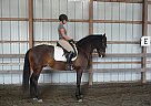 Lusitano - Horse for Sale in Schnecksville, PA Lusitano - Horse for Sale in Schnecksville, PA