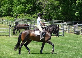 Lusitano (Lusitano, Stallion) in Schnecksville, PA