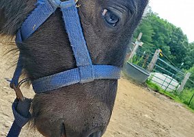 Gypsy Vanner (Gypsy Vanner, Stallion) in New Bloomfield, MO