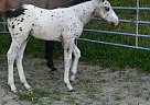 Appaloosa - Horse for Sale in Bronston, KY 42518 Appaloosa - Horse for Sale in Bronston, KY 42518
