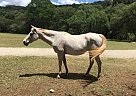 Quarter Horse Mare for Sale in College Station, Texas Quarter Horse Mare for Sale in College Station, Texas