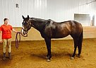 Selle Francais - Horse for Sale in Crown Point, IN 46307