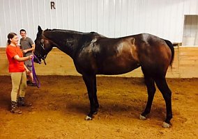 Warmblood (Warmblood, Mare) in Crown Point, IN