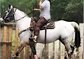 Appaloosa (Appaloosa, Mare) in Luling, TX