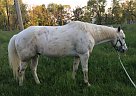 - Gelding in Lancaster, PA - Gelding in Lancaster, PA