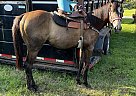 Quarter Horse - Horse for Sale in Rives Junction, MI 49277