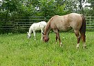 Appaloosa - Horse for Sale in Bronston, KY 42518 Appaloosa - Horse for Sale in Bronston, KY 42518