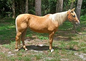 Quarter Horse (Quarter Horse, Mare) in Lecanto, FL