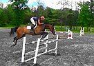 Warmblood - Horse for Sale in Saugerties, NY 12477 Warmblood - Horse for Sale in Saugerties, NY 12477