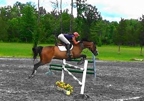 Troy (Warmblood, Gelding) in Saugerties, NY