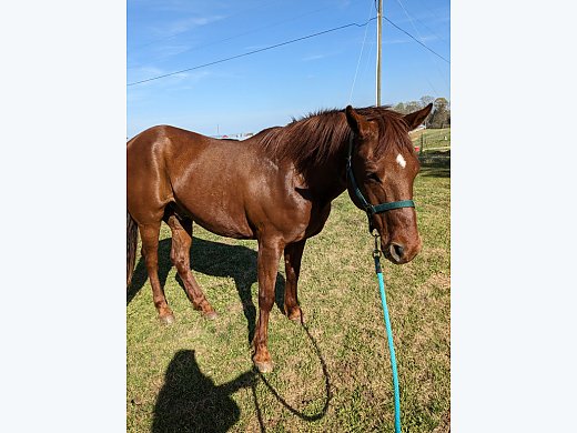 Western Horse