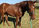 Quarter Horse - Horse for Sale in Elberton, GA 30635