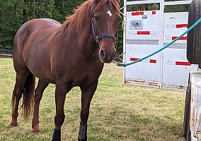 Quarter Horse (Quarter Horse, Gelding) in Elberton, GA