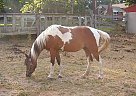Wonderful Child's First Pony! Paint Stallion