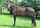 Tennessee Walking Gelding for Sale in Bartlett, Ohio Tennessee Walking Gelding for Sale in Bartlett, Ohio