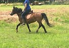 Welsh Pony Mare for Sale in Flemington, New Jersey Welsh Pony Mare for Sale in Flemington, New Jersey