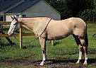 Paint - Horse for Sale in Oviedo, FL 32765 Paint - Horse for Sale in Oviedo, FL 32765
