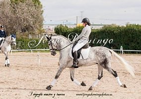 Andalusian / PRE (Andalusian / PRE, Gelding)