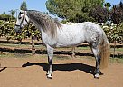 Andalusian - Horse for Sale in , CA 93308