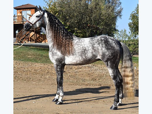 Favorito JHE, 2017, Andalusian