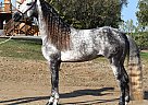 Andalusian - Horse for Sale in Bakersfield, CA 93308