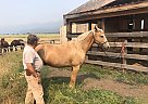 Yukon - Gelding in Polson, MT Yukon - Gelding in Polson, MT