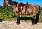 Quarter Horse - Horse for Sale in Walkerton, IN 46574