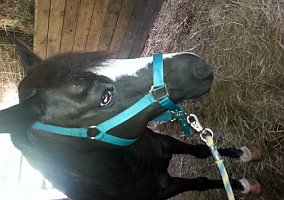 Quarter Horse (Quarter Horse, Mare) in Mcclure, PA