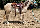 Quarter Horse - Horse for Sale in Walkerton, IN 46574