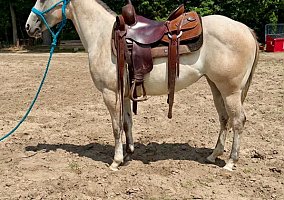 Quarter Horse (Quarter Horse, Mare) in Walkerton, IN