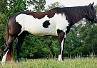 Quarter Horse - Horse for Sale in Natchez, MS 39120 Quarter Horse - Horse for Sale in Natchez, MS 39120