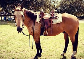 Quarter Horse (Quarter Horse, Gelding) in Port Charlotte, FL
