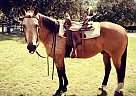 Quarter Horse - Horse for Sale in Port Charlotte, FL 33980 Quarter Horse - Horse for Sale in Port Charlotte, FL 33980