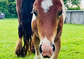 Gypsy Vanner (Gypsy Vanner, Mare) in South Lyon, MI