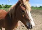 Haflinger - Horse for Sale in Varysburg, NY 14167 Haflinger - Horse for Sale in Varysburg, NY 14167