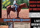 Quarter Horse - Horse for Sale in Cotton Valley, LA 71018 Quarter Horse - Horse for Sale in Cotton Valley, LA 71018