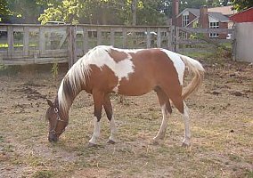 Wonderful Child's First Pony! Paint Stallion