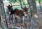 Donkey - Horse for Sale in Danville, VA 24541-78 Donkey - Horse for Sale in Danville, VA 24541-78