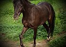 Quality Miniature Shetland Cross... Racer