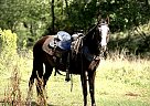 Missouri Fox Trotter - Horse for Sale in WICHITA FALLS, TX 76305