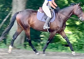 Thoroughbred (Thoroughbred, Mare) in White Hall, MD