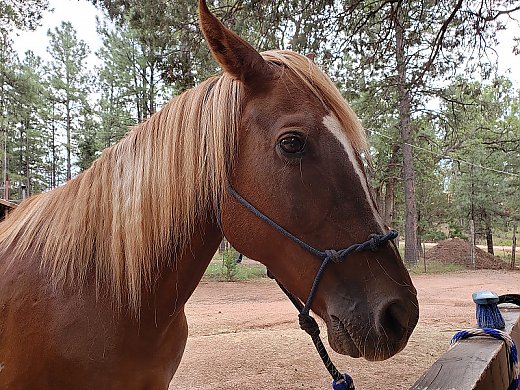 7 Year old Quaterhorse