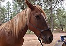 Quarter Horse - Horse for Sale in Payson, AZ 85541