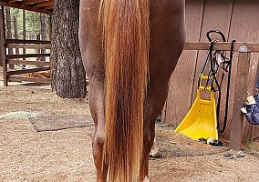 Quarter Horse (Quarter Horse, Gelding) in Payson, AZ
