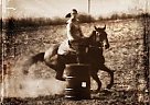 Talented Gelding Quarter Horse Gelding