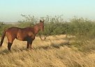 14 yr old Gelding Thoroughbred Gelding