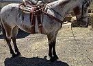 Appaloosa - Horse for Sale in Santa Maria, CA 93458