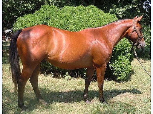 Bay QH Gelding